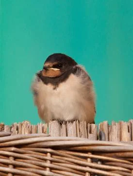 Young barn swallow Stock Photos