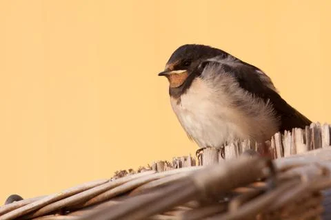 Young barn swallow Stock Photos