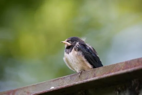 Young Barn swallow Stock Photos
