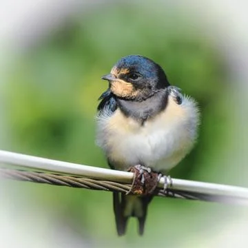 Young barn swallow resting on wire, Russia Stock Photos