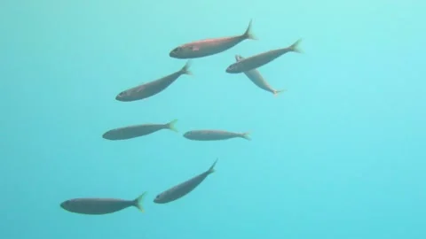 Young Barracuda Fish Group  Underwater Stock Footage 144991968