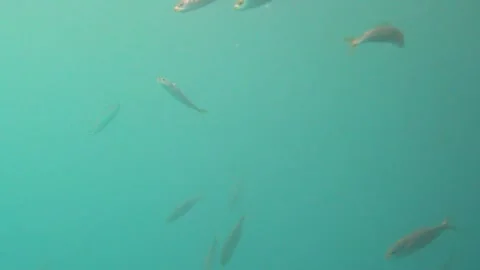 Young Barracudas Underwater Stock Footage 144989122