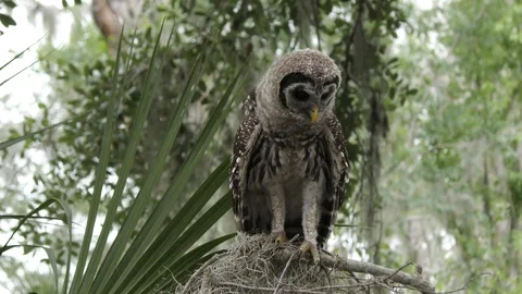  young barred owl calls for its mother 스톡 동영상 90756847