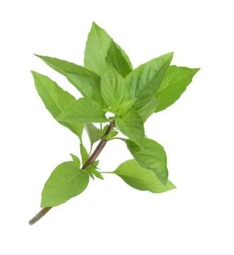 Young basil branch Stock Photos