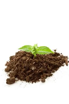 Young basil plant Stock Photos