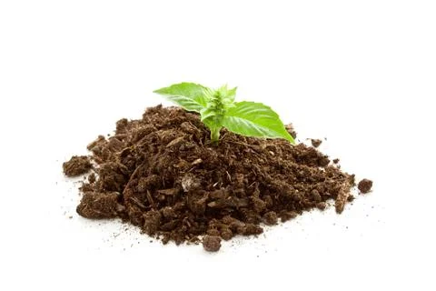 Young basil plant Stock Photos