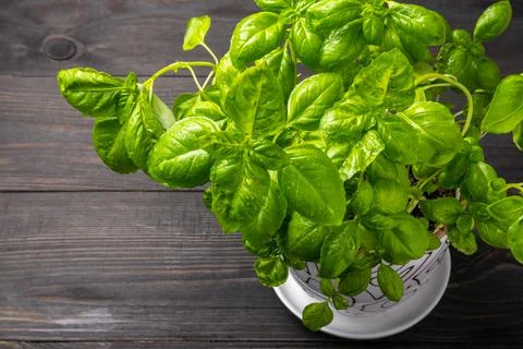 Young basil plants in a ceramic pot Stock Photos
