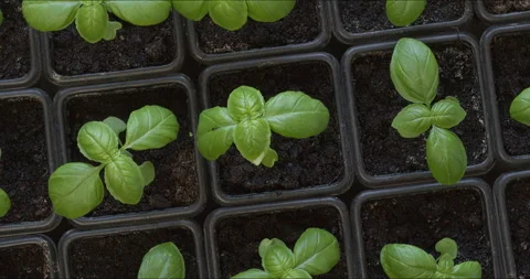 Young basil plants in disposable plastic pots. Stock Footage 319289283