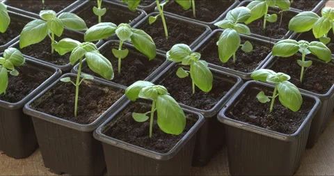 Young basil plants in disposable plastic pots. Video stock 326461428