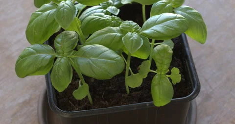 Young basil plants. Stock Footage 307724231