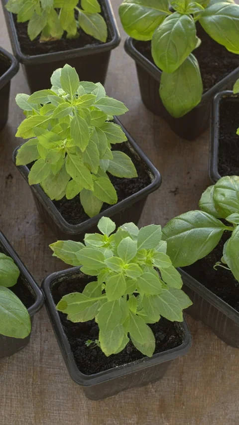 Young basil plants in plastic pots. Vertical video. Stock Footage 278120055