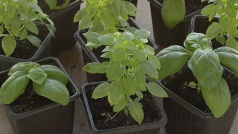 Young basil plants in pots. Stock Footage 277992933