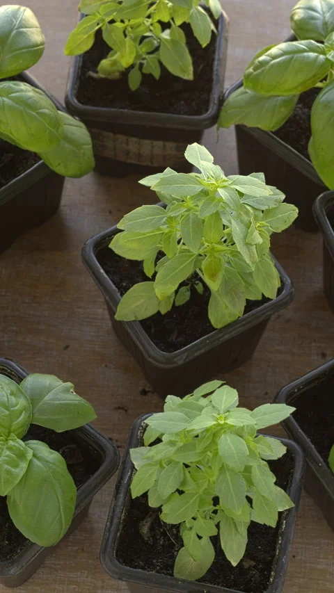 Young basil plants in pots. Vertical video. Video stock 277989482