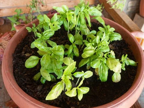 Young basil seedlings  ready to make Genoese pesto sauce Stock Photos