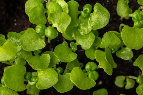 Young basil sprouts close-up top view. Shallow depth-of-field soft focus shot Stock Photos