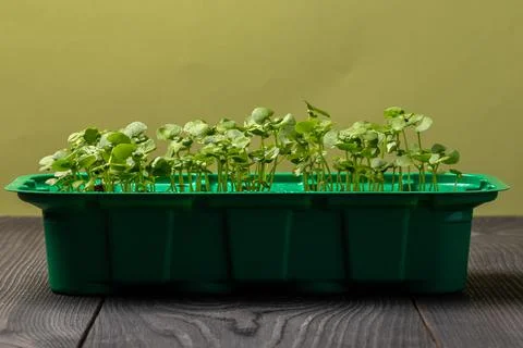 Young basil sprouts in a container Stock Photos