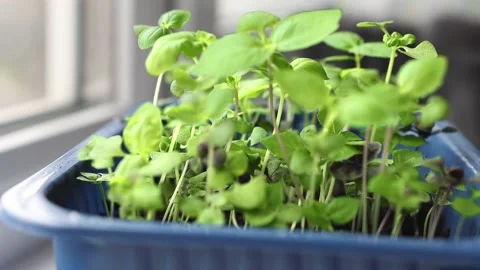 Young basil sprouts of different colors grown in a container on the windowsill Stock Footage 231047934