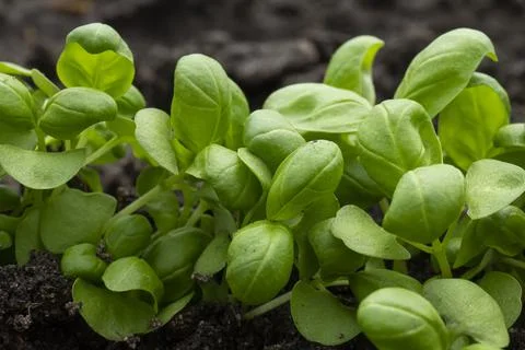 Young basil sprouts in early spring in an edible garden Stock Photos