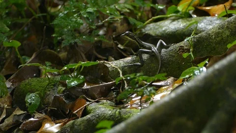 Young Basiliscus trying to go unnoticed staying still Stock Footage 114643737