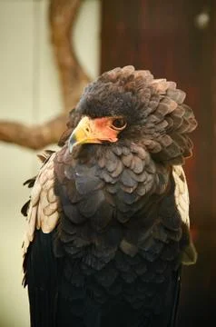 Young Bateleur eagle in captivity in Ireland, aillweecave tourist destination Stock Photos