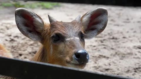 A young Bawean deer with small, developing antlers stands alertly in a park. Stock Footage 326984547