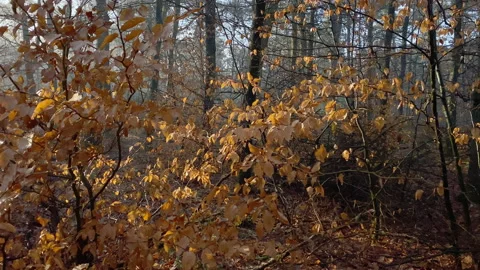 Young beach tree branches with golden brown leaves lit by the morning sun Stock Footage 219520457