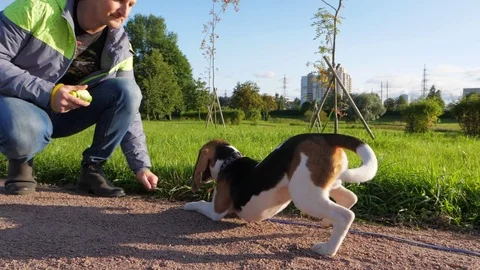 Young beagle do well down command, receive piece of apple as reinforcement Video stock 79735032