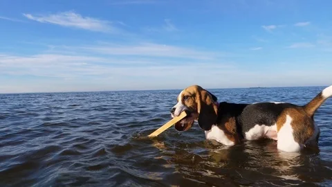 Young Beagle dog come into shallow water and grab floating wooden stick Stock Footage 79208355
