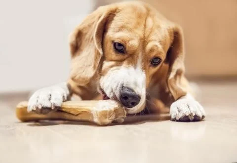 Young beagle gnaws bone Foto stock