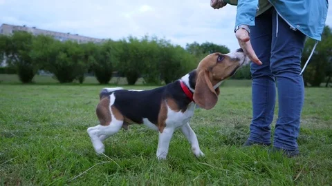 Young beagle got command and touch girl hand by nose, receive food as reward Video stock 79052955