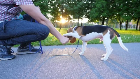Young beagle learn to give paw, touch owner fist by one and then other paw Stock Footage