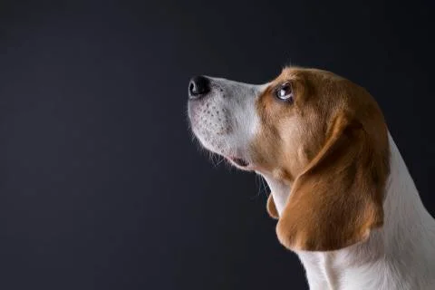 Young beagle looking up Stock Photos