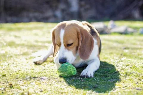 Young beagle lying on the grass Stock Photos