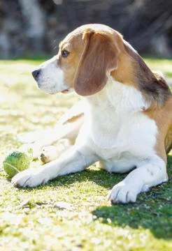 Young beagle lying on the grass Stock Photos