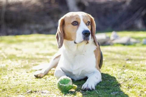 Young beagle lying on the grass Foto stock