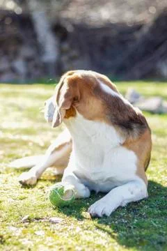Young beagle lying on the grass Stock Photos