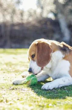 Young beagle lying on the grass Stock Photos