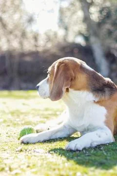 Young beagle lying on the grass Stock Photos