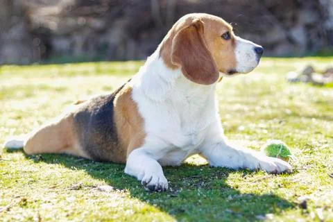 Young beagle lying on the grass Foto stock