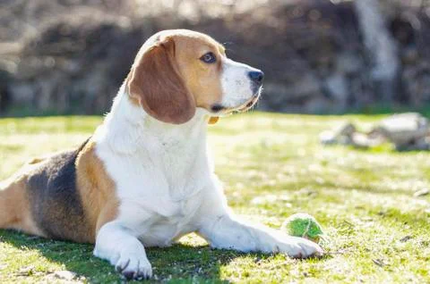 Young beagle lying on the grass Stock Photos