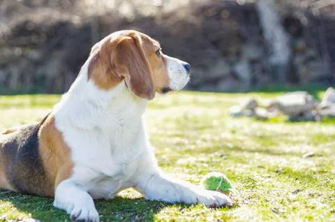 Young beagle lying on the grass Stock Photos