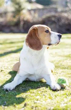 Young beagle lying on the grass Stock Photos