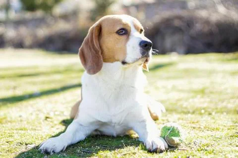 Young beagle lying on the grass Stock Photos