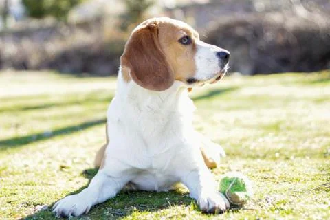 Young beagle lying on the grass Foto stock