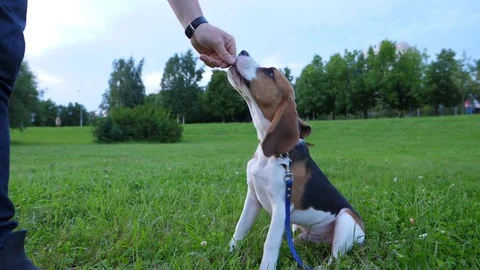 Young beagle perform well sit down command and receive food as reinforcement Stock Footage 79621421