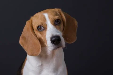 Young beagle portrait Stock Photos