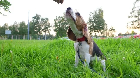 Young beagle receive small piece of food for well behaviour during training Stockbeeldmateriaal 78670194
