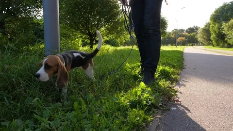 Young beagle sniff grass and leave scent-mark at steel post, slowmo Stock Footage