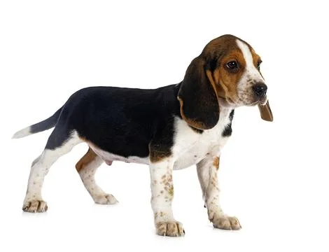Young beagle in studio Stock Photos
