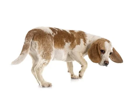Young beagle in studio Stock Photos